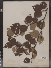 Betula papyrifera image