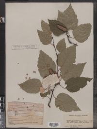 Betula papyrifera image