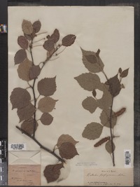 Betula papyrifera image