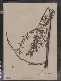 Ludwigia sphaerocarpa image