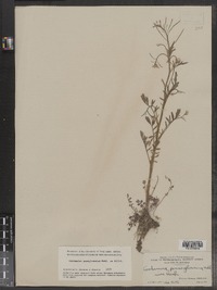 Cardamine pensylvanica image