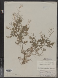 Cardamine pensylvanica image