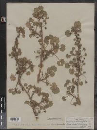 Malva pusilla image