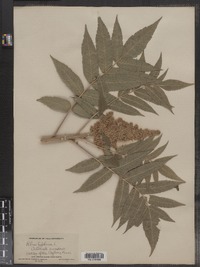 Rhus typhina image