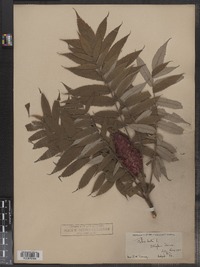 Rhus typhina image