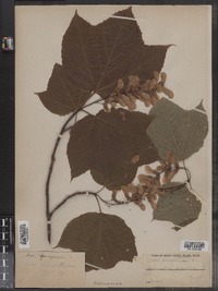 Acer pensylvanicum image