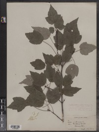 Acer rubrum var. tridens image