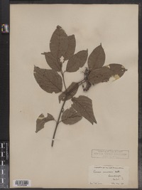 Cornus amomum image