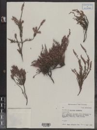 Calluna vulgaris image