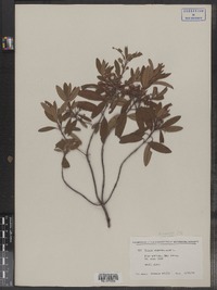 Kalmia angustifolia image