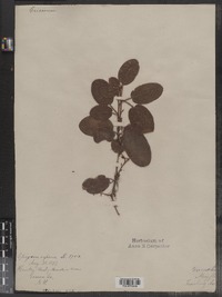 Epigaea repens image