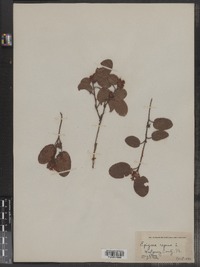 Epigaea repens image