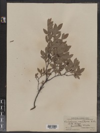 Vaccinium myrtilloides image