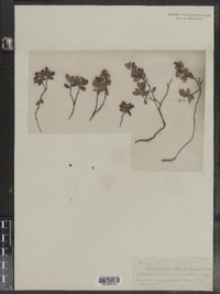 Vaccinium vitis-idaea image