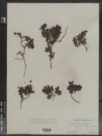 Vaccinium vitis-idaea image