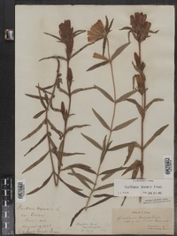 Gentiana linearis image