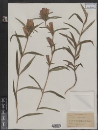 Gentiana linearis image