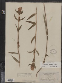 Gentiana linearis image