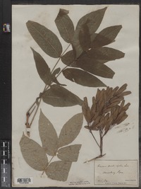 Fraxinus nigra image