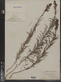 Linaria vulgaris image