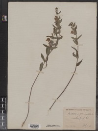 Scutellaria galericulata image