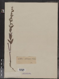 Scutellaria galericulata image