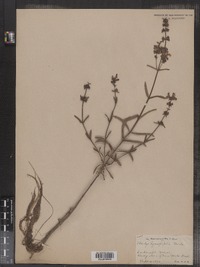 Stachys hyssopifolia image