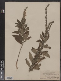 Teucrium canadense image