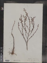 Epifagus virginiana image