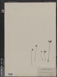 Utricularia cornuta image