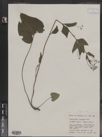 Cynoglossum virginianum var. boreale image