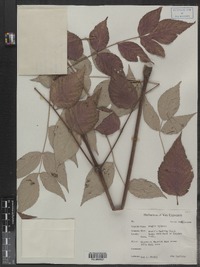 Aralia spinosa image