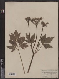 Ligusticum scoticum image