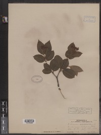 Viburnum nudum var. cassinoides image