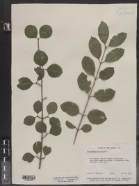 Viburnum prunifolium image