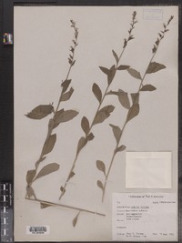 Lobelia inflata image