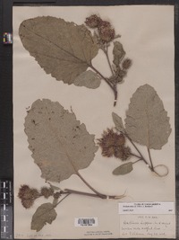 Arctium lappa image