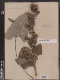 Arctium minus image