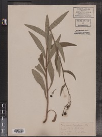 Hieracium canadense image