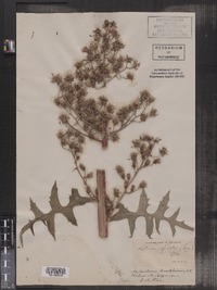 Image of Lactuca spicata