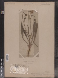 Leontodon autumnalis image