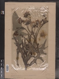 Sonchus arvensis image