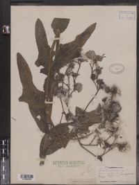 Sonchus arvensis image