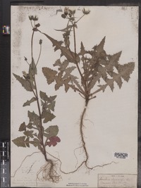 Sonchus oleraceus image