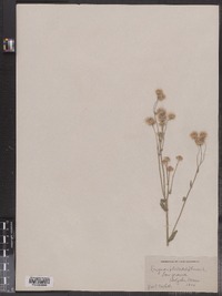 Erigeron philadelphicus image