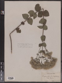 Eupatorium rotundifolium image