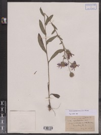 Eurybia spectabilis image