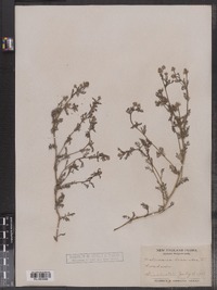 Matricaria discoidea image