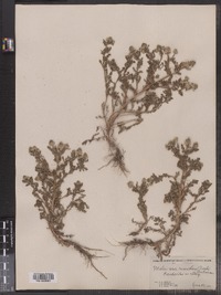 Matricaria discoidea image