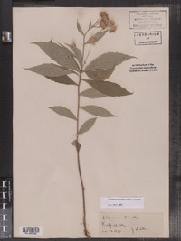 Oclemena acuminata image